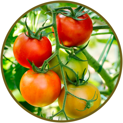 biovitaN-tomates