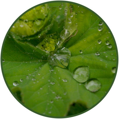 biovitaN10-hoja